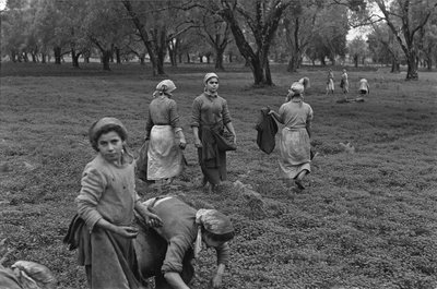 女性工作：收集卡拉布里亚的橄榄果 作者 