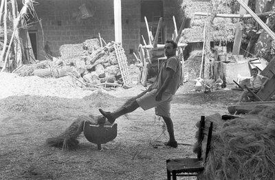 庭院大麻加工 作者 