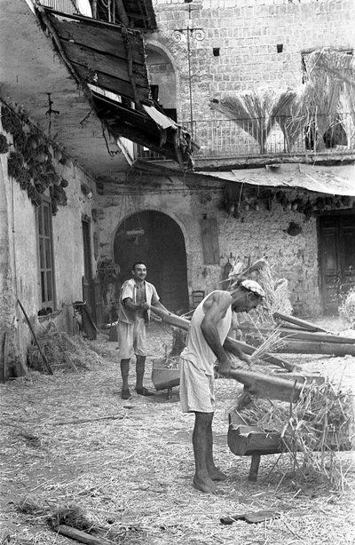 大麻加工，批量生产 作者 