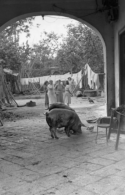 庭院的另一侧 作者 