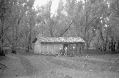 橄榄树林中的庇护所 作者 