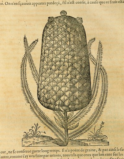 菠萝（ananas comosus），Andre Thevet的雕刻作品 作者 安德烈·塞维特（Andre Thevet）