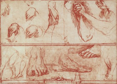 研究圣萨尔维最后的晚餐的手脚 作者 安德里亚·德尔·萨托（Andrea del Sarto）
