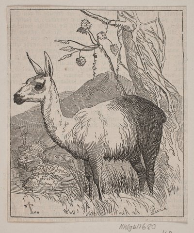 En lama 作者 安德鲁·弗林奇