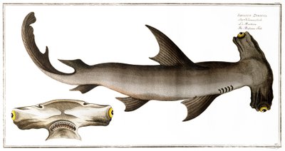 锤头鲨（平衡鱼），由Black出版，1790（印刷版） 作者 安德鲁·路德维希·克鲁格