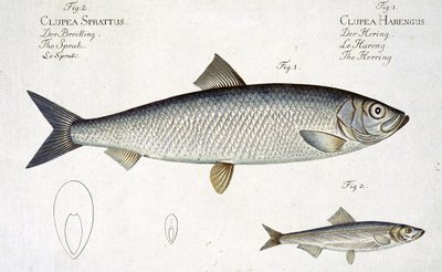 鲱鱼（Clupea Harengus）（图1）和Sprat（Clupea Sprattus）平面的XXIX来自&39;鱼类学，或一般和特殊的鱼类自然历史&39;，由Marcus Elieser Bloch（1723-99）雕刻 作者 安德鲁·路德维希·克鲁格