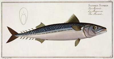 鲭鱼（Scomber Scomber）来自&39;鱼类学，或一般和特殊的鱼类自然历史&39;的扁平LIV，由Marcus Elieser Bloch（1723-99），由Gabriel Bodenehr（1673-1766）刻，publ 作者 安德鲁·路德维希·克鲁格
