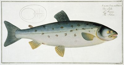 三叶草（Salmo Salar）来自&39;鱼类学，或一般和特殊的鱼类自然历史&39;的平面XX，由Marcus Elieser Bloch（1723-99），由Gabriel Bodenehr（1673-1766）雕刻，出版c 作者 安德鲁·路德维希·克鲁格