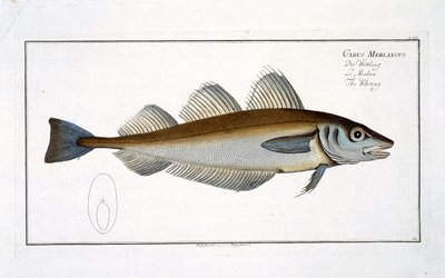 Whiting（Gadus Merlangus）扁平LXV来自&39;鱼类学，或自然和一般的鱼类自然史&39;，作者Marcus Elieser Bloch（1723-99），出版于1785-99 作者 安德鲁·路德维希·克鲁格