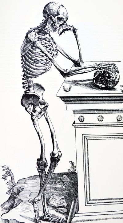手持头骨的人体骨骼。选自维萨留斯的《De Humani Corporis Fabrica》。可能的樵夫：Jan von Calcar 作者 Andreas Vesalius