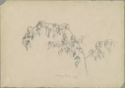 黑莓 作者 安德鲁·费舍尔·邦纳