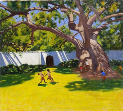 古老的CAMPOR树，VERGELEGEN ESTATE，南非 作者 安德鲁·马卡拉（Andrew Macara）