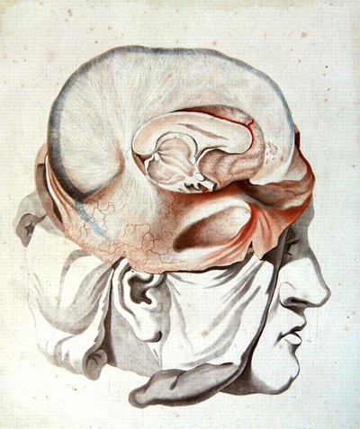 头骨，摘自菲利克斯-维克-阿泽尔（1748-94）的《脑部解剖学教程》 1786年（彩色雕刻版）。 作者 Angelique (fl. 1796 d.1827) Allais