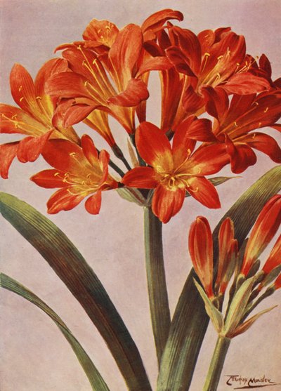 Clivia Miniata，长期以来被称为 Imantophyllum Miniatum（彩色石版）。 作者 安吉洛·费尔法克斯·穆克利