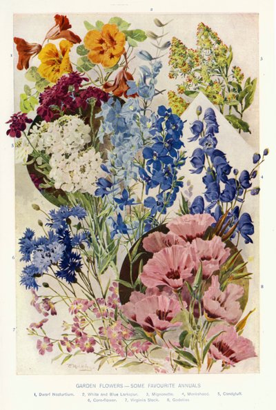 花园花卉，一些最喜欢的一年生植物（彩色石版画） 作者 安吉洛·费尔法克斯·穆克利