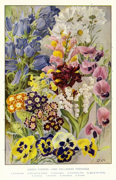 花园花卉，一些著名的多年生植物（彩色石版画） 作者 安吉洛·费尔法克斯·穆克利