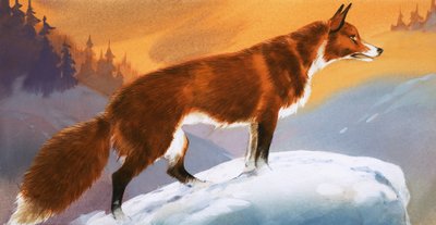 雪中狐狸 作者 安格斯·麦克布莱德