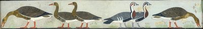 来自Itet的Mastaba的壁画副本，Medum IV，93-94只鹅，20世纪 作者 安娜