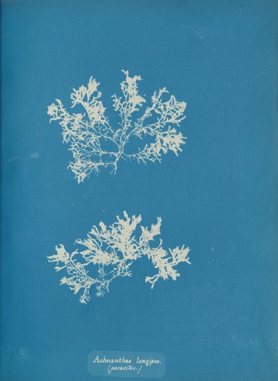 Achnanthes longipes. 作者 安娜·阿特金斯（Anna Atkins）