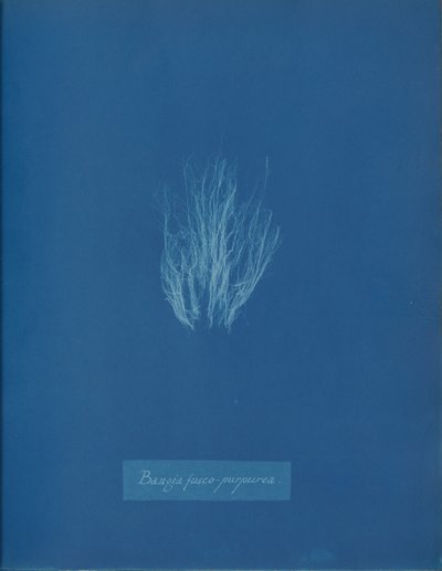 Bangia fusco-purpurea, ca. 1853. 作者 安娜·阿特金斯（Anna Atkins）