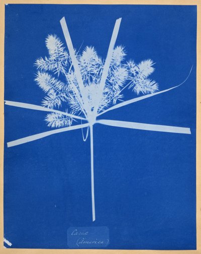 加勒比（美国） 作者 安娜·阿特金斯（Anna Atkins）