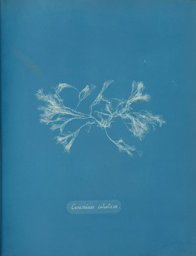 Ceramium ciliatum, ca. 1853. 作者 安娜·阿特金斯（Anna Atkins）