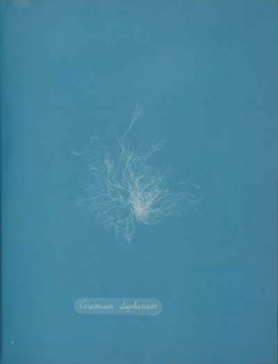 Ceramium diaphanum, ca. 1853. 作者 安娜·阿特金斯（Anna Atkins）