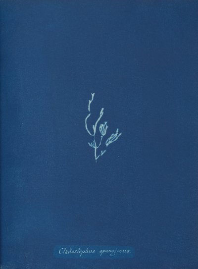 Cladostephus spongiosus，约1853年。 作者 安娜·阿特金斯（Anna Atkins）