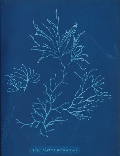 Cladostephus verticillatus, ca. 1853. 作者 安娜·阿特金斯（Anna Atkins）