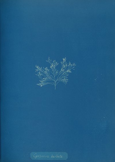 Cystoseira barbata, ca. 1853. 作者 安娜·阿特金斯（Anna Atkins）