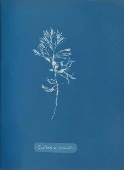 Cystoseira ericoides, ca. 1853. 作者 安娜·阿特金斯（Anna Atkins）