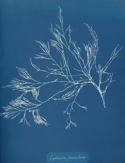 Cystoseira fæniculacea, ca. 1853. 作者 安娜·阿特金斯（Anna Atkins）