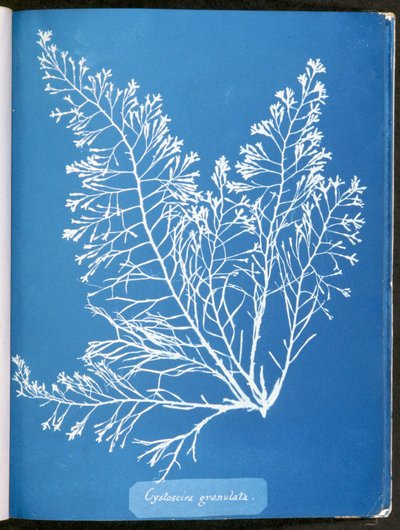 Cystoseira granulata，摘自“英国藻类照片：蓝型印象”，发表于1843-53年 作者 安娜·阿特金斯（Anna Atkins）