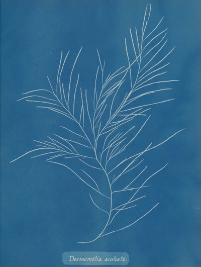 Desmarestia aculeata, ca. 1853. 作者 安娜·阿特金斯（Anna Atkins）