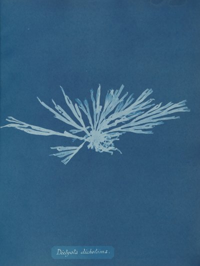 Dictyota dichotoma, ca. 1853. 作者 安娜·阿特金斯（Anna Atkins）