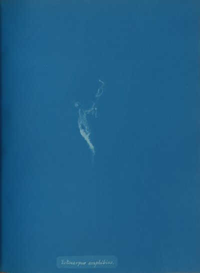 Ectocarpus amphibius, ca. 1853. 作者 安娜·阿特金斯（Anna Atkins）
