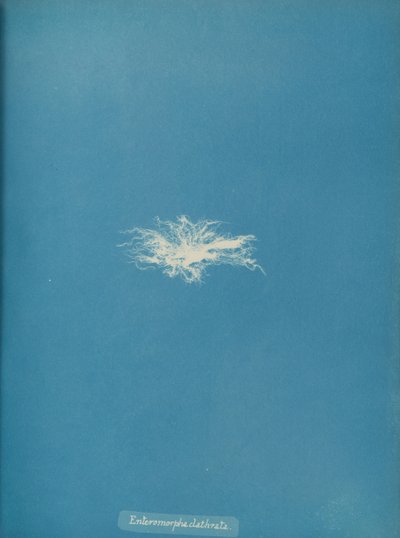 Enteromorpha clathrata, ca. 1853. 作者 安娜·阿特金斯（Anna Atkins）