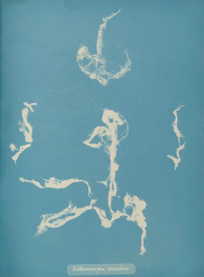 Enteromorpha ramulosa，约1853年。 作者 安娜·阿特金斯（Anna Atkins）