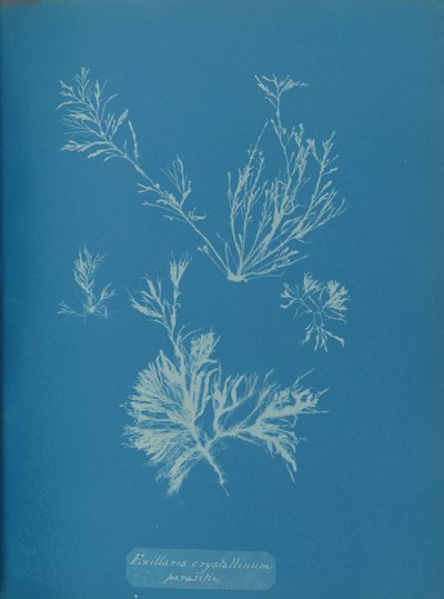 Exillaria crystallinum寄生，约1853年。 作者 安娜·阿特金斯（Anna Atkins）