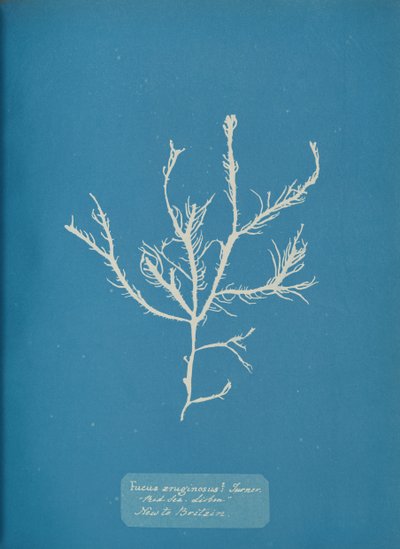 Fucus æruginosus Turner.医学。Sea Sisbon New to Britain, c. 1853. 作者 安娜·阿特金斯（Anna Atkins）