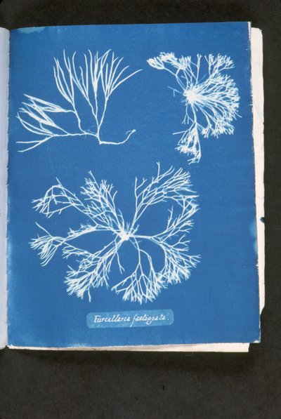 Furcelleria fastigiata，来自《英国藻类照片》。青色印象"，1843-53年出版（青色照片）。 作者 安娜·阿特金斯（Anna Atkins）