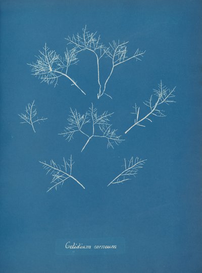 Gelidium corneum, ca. 1853. 作者 安娜·阿特金斯（Anna Atkins）