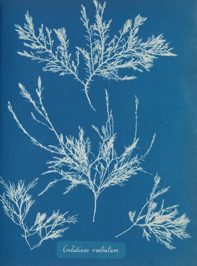 Gelidium rostratum, ca. 1853. 作者 安娜·阿特金斯（Anna Atkins）