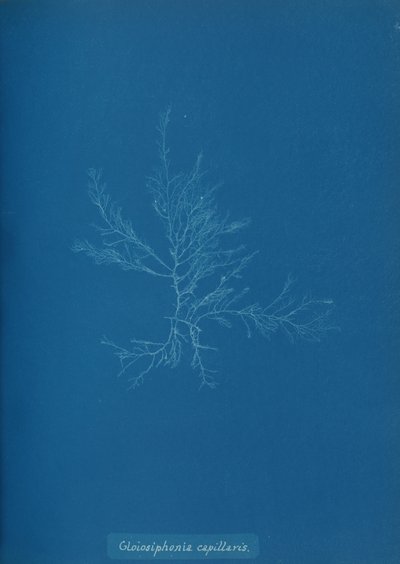 Gloisiphonia capillaris, ca. 1853. 作者 安娜·阿特金斯（Anna Atkins）