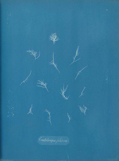 Grateloupia filicina，约1853年。 作者 安娜·阿特金斯（Anna Atkins）