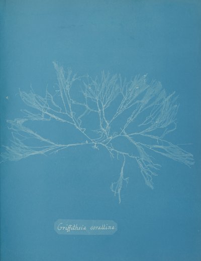 Griffithsia corallina, ca. 1853. 作者 安娜·阿特金斯（Anna Atkins）