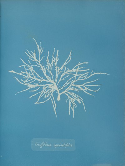 Griffithsia equisetifolia, ca. 1853. 作者 安娜·阿特金斯（Anna Atkins）