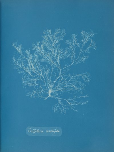 Griffithsia multifida, 约1853年。 作者 安娜·阿特金斯（Anna Atkins）