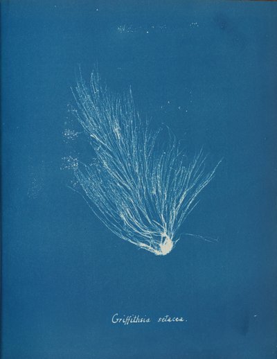 Griffithsia setacea，约1853年。 作者 安娜·阿特金斯（Anna Atkins）