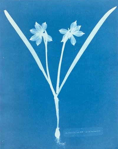 安娜-阿特金斯的Leucojam Varium作品 作者 Anna Atkins